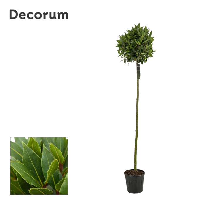 <h4>Laurus nobilis</h4>