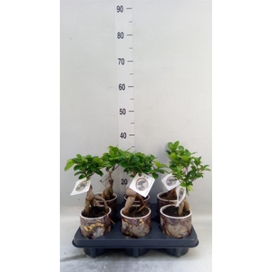 Ficus microcarpa 'Ginseng'