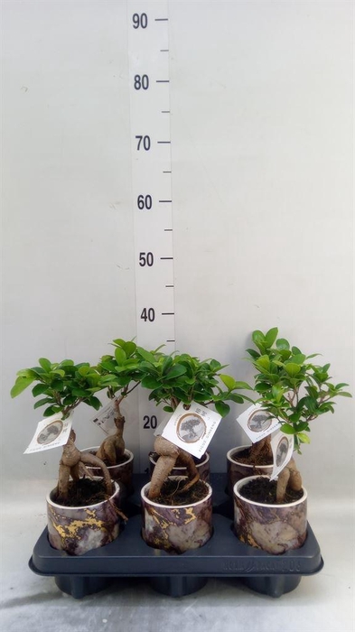 <h4>Ficus microcarpa 'Ginseng'</h4>