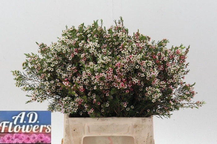 <h4>CHAME UN MY SWEET 16</h4>