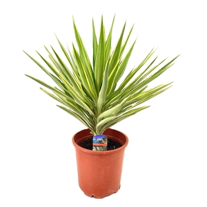 Yucca jewel