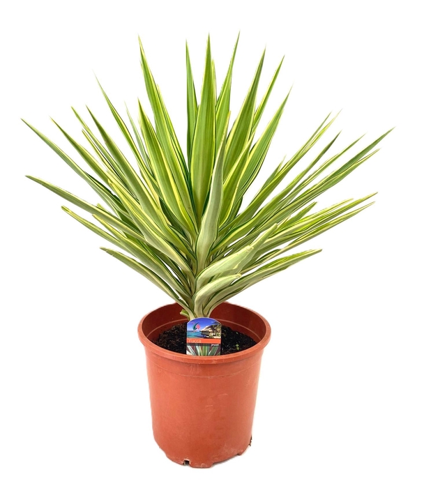 <h4>Yucca jewel</h4>