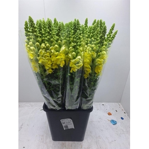 Antir Potomac Yellow