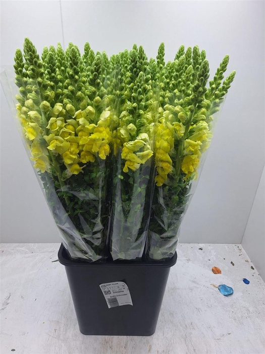 <h4>Antir Potomac Yellow</h4>