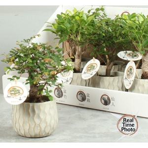 BONSAI GEM