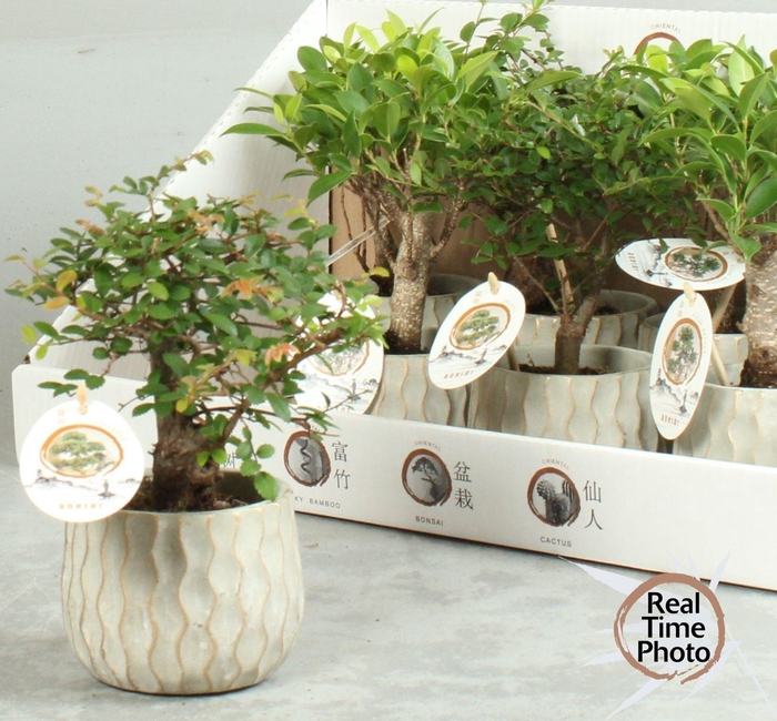 <h4>BONSAI GEM</h4>