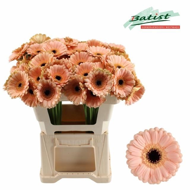 <h4>Ge Mi Espresso</h4>