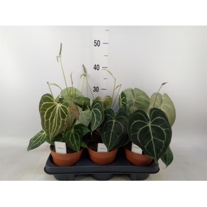 Anthurium clarinervium