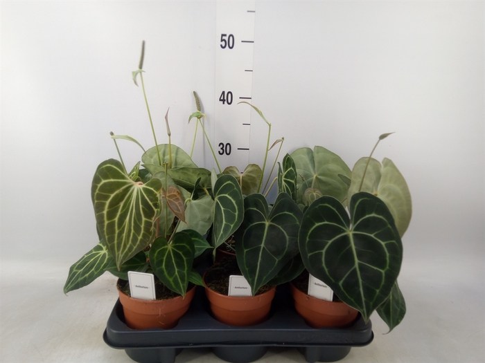 <h4>Anthurium clarinervium</h4>