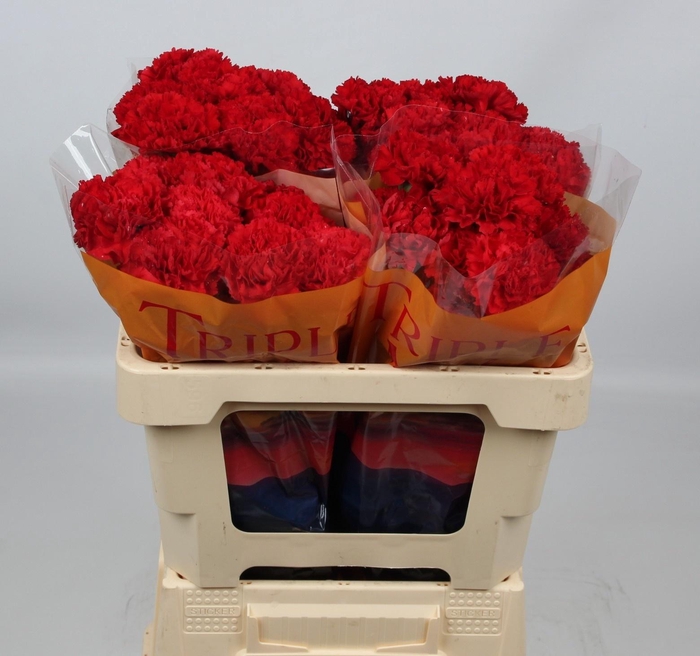 <h4>DI ST PELAYO</h4>