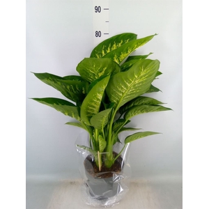 Dieffenbachia seg. 'Reeva'