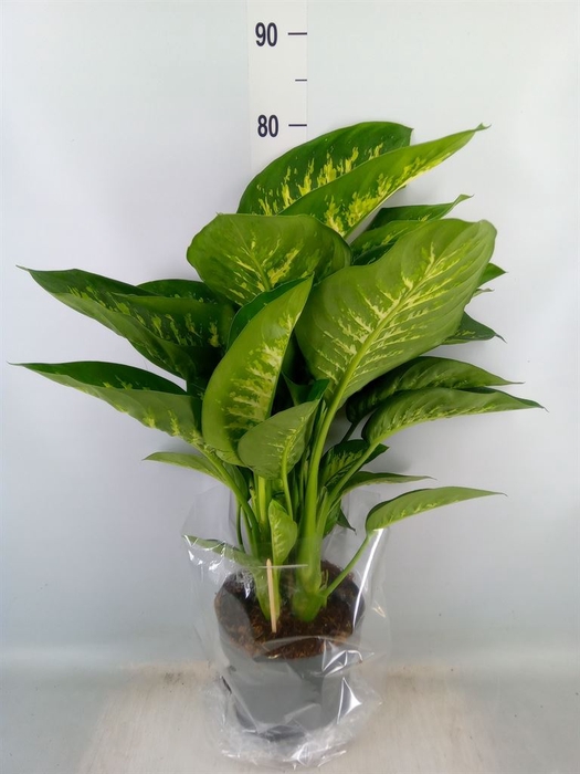 <h4>Dieffenbachia seg. 'Reeva'</h4>