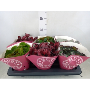 Begonia BD 'Beleaf'   ...mix