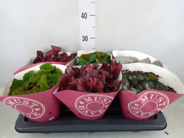 <h4>Begonia BD 'Beleaf'   ...mix</h4>