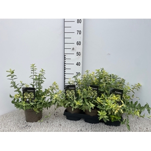 EUONYMUS FO GOL HARL