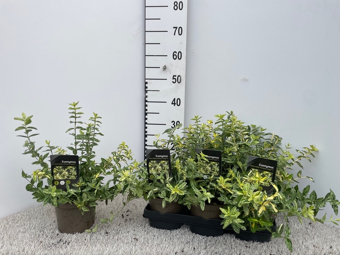 <h4>EUONYMUS FO GOL HARL</h4>