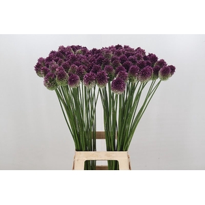 Allium Sphaerocephalon