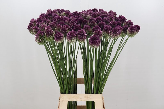 Allium Sphaerocephalon