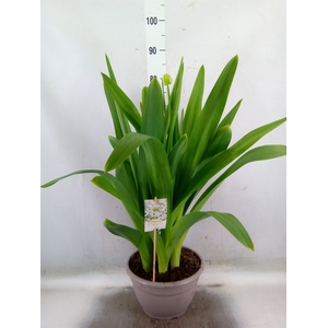 Ornithogalum saundersiae