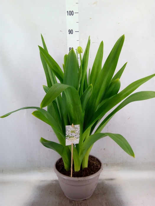 <h4>Ornithogalum saundersiae</h4>