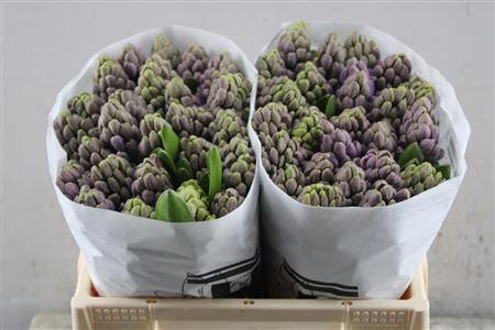 <h4>Hyac Purple Star (hcm)</h4>