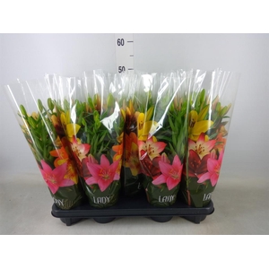 Lilium asia. 'Tiny Bee'