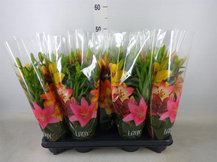 <h4>Lilium asia. 'Tiny Bee'</h4>