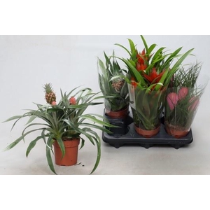 BROMELIA GEM 3 SRT