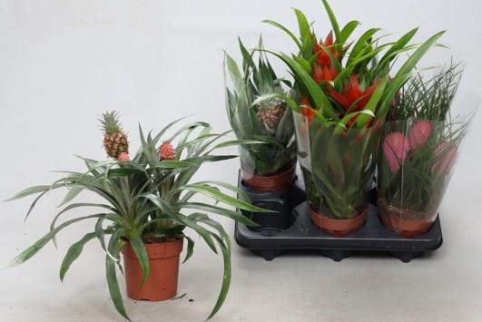 <h4>BROMELIA GEM 3 SRT</h4>