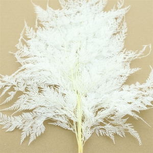Pres Snow Flake Fern Bleached White P Bnch