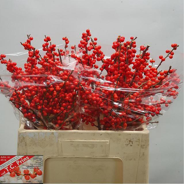 <h4>Ilex verticillata L 55</h4>