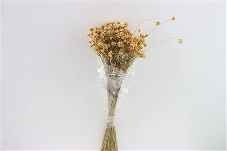 <h4>Pres Hill Flower Natural Bunch</h4>