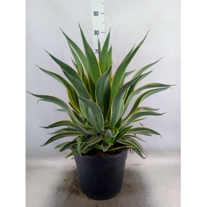 Agave   ...