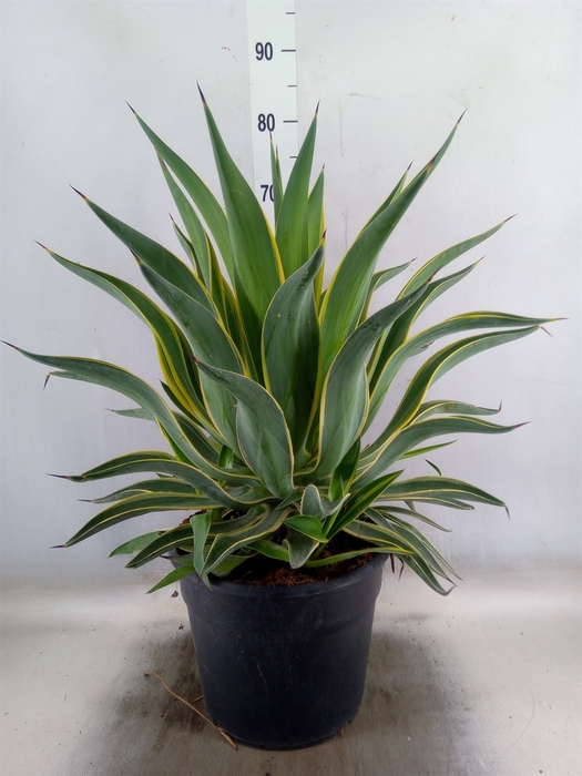 <h4>Agave   ...</h4>