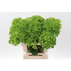 Hydr M Summer Green