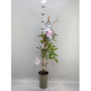 Clematis montana 'Tetrarose'