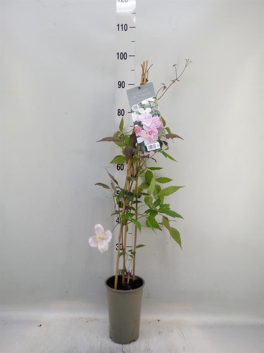 <h4>Clematis montana 'Tetrarose'</h4>