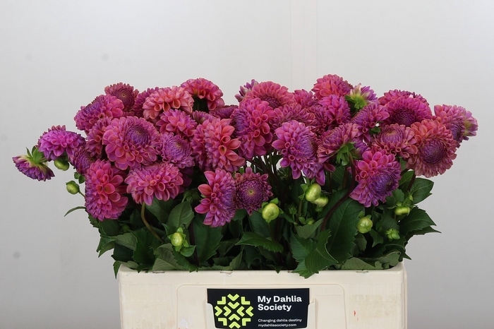 <h4>Dahlia Caitlin's Joy</h4>