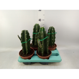 Cereus   ...