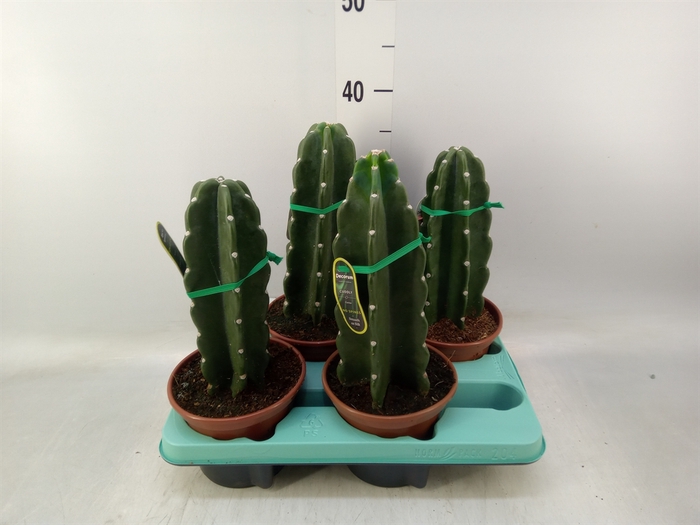 <h4>Cereus   ...</h4>