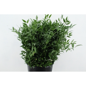 RUSCUS DANAE RACEMOSA 200GR SHORT