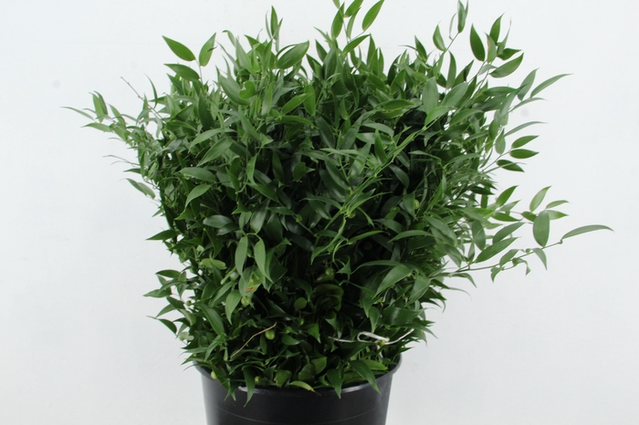 <h4>RUSCUS DANAE RACEMOSA 200GR SHORT</h4>
