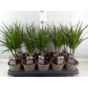 Dracaena marg.