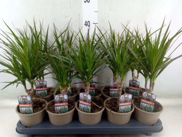 <h4>Dracaena marg.</h4>