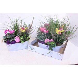 ARR TUINPLANTEN