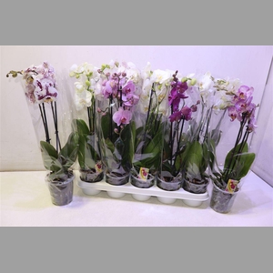 Phal Gem