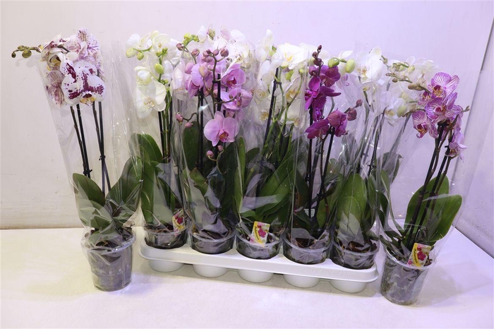 <h4>Phal Gem</h4>