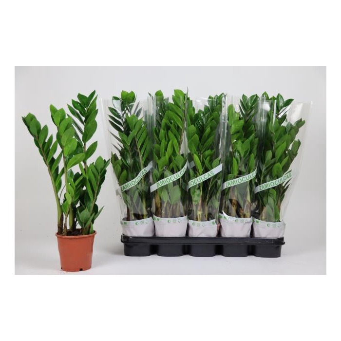 <h4>Zamioculcas zamifolia 12Ø 55cm 3st</h4>