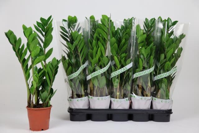 Zamioculcas zamifolia 12Ø 55cm 3st