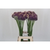 Allium Misses Bouquet